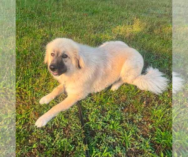Medium Photo #3  Puppy For Sale in , 