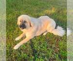 Small #2 Breeder Profile image
