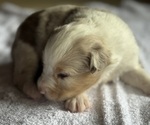 Small #2 Australian Shepherd-Miniature Australian Shepherd Mix