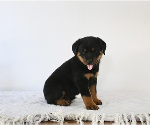 Rottweiler Puppy for sale in FREDERICKSBURG, OH, USA
