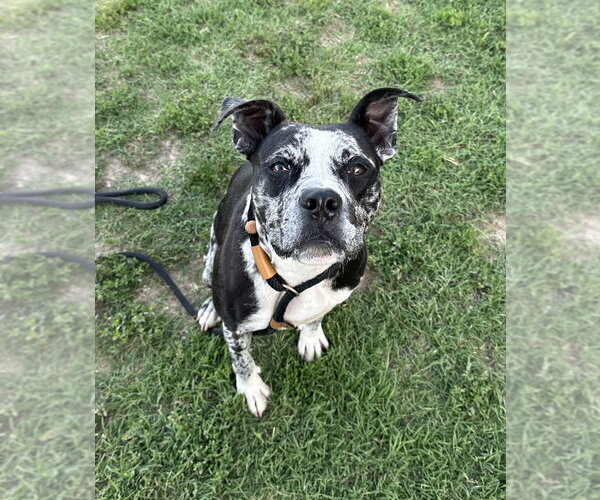 Medium Photo #1 Catahoula Leopard Dog-Unknown Mix Puppy For Sale in Evansville, IN, USA
