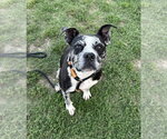 Small Catahoula Leopard Dog Mix