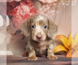 Dachshund Puppy for Sale in HONEY BROOK, Pennsylvania USA