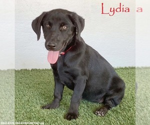 Mutt Dogs for adoption in San Diego, CA, USA