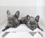 Small #3 French Bulldog