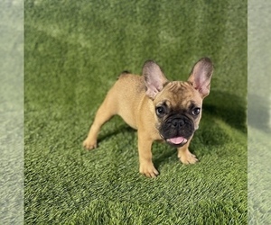 French Bulldog Puppy for sale in CHULA VISTA, CA, USA