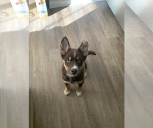 Australian Shepherd-Siberian Husky Mix Puppy for sale in HAMBURG, NY, USA