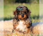 Small Photo #103 Poodle (Miniature) Puppy For Sale in WARSAW, IN, USA