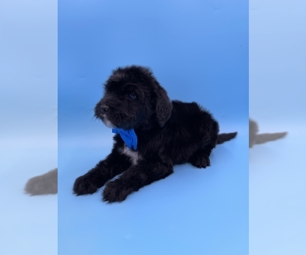 Medium Photo #2 Sheepadoodle Puppy For Sale in DENISON, TX, USA
