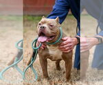 Small #3 American Pit Bull Terrier