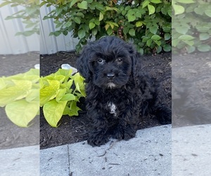 Lhasa-Poo Puppy for sale in CANOGA, NY, USA