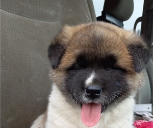 Akita Puppy for sale in WATERBURY, CT, USA