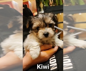 Biewer Terrier-Maltese Mix Puppy for sale in CLACKAMAS, OR, USA