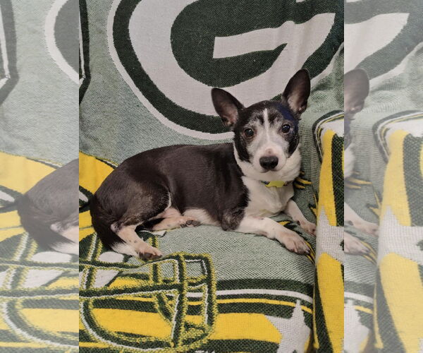 Medium Photo #2 Pembroke Welsh Corgi Puppy For Sale in St. Louis Park, MN, USA