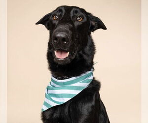 German Shepherd Dog Dogs for adoption in Plantation, FL, USA