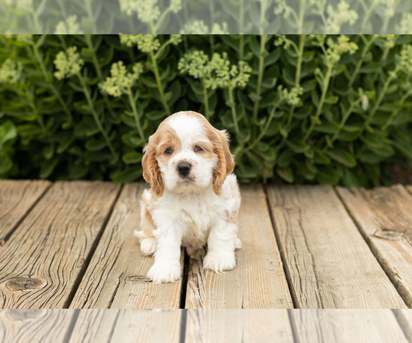 Medium Photo #3 Cocker Spaniel Puppy For Sale in NAPPANEE, IN, USA