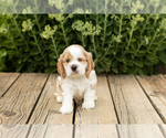 Small Photo #25 Cocker Spaniel Puppy For Sale in NAPPANEE, IN, USA