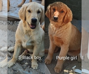 Golden Retriever Puppy for sale in WAKE FOREST, NC, USA