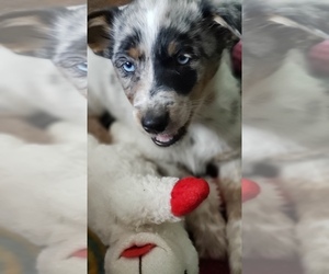 Texas Heeler Puppy for sale in SAINT AUGUSTINE, FL, USA
