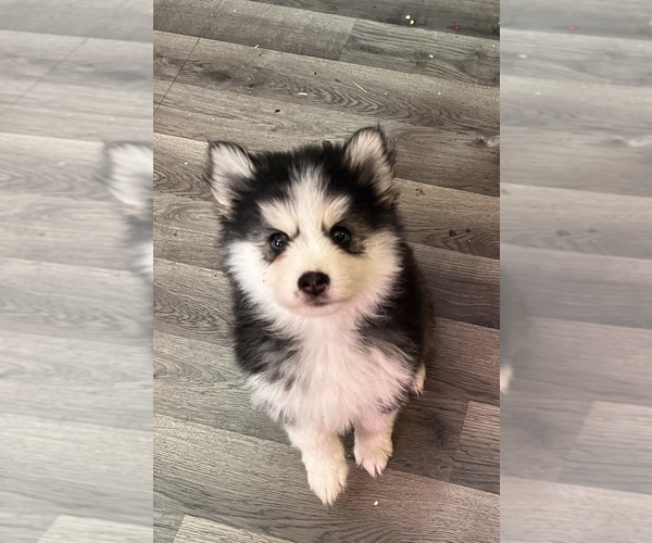 Medium Photo #4 Pomsky Puppy For Sale in MERIDEN, MN, USA