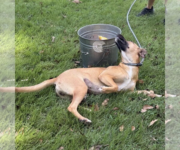 Medium Photo #4 Mutt Puppy For Sale in Yardley, PA, USA