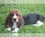Puppy NAN Basset Hound