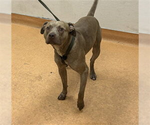 Mutt Dogs for adoption in Martinez, CA, USA