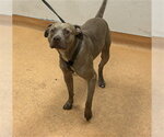 SIMBA - Male Mutt Dog for Adoption - Small photo