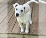 Small Pointer Mix