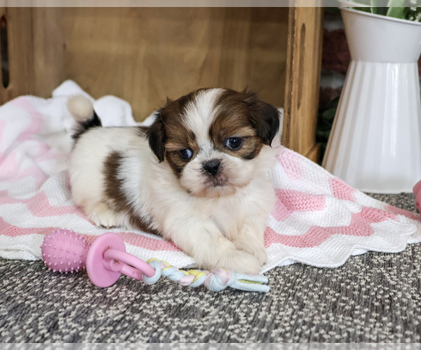 Medium Photo #1 Shih Tzu Puppy For Sale in SYRACUSE, IN, USA