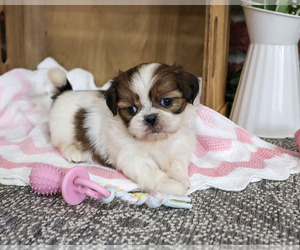 Shih Tzu Puppy for sale in SYRACUSE, IN, USA