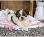 Jazzy - Female Shih Tzu Puppy for Sale - Small photo