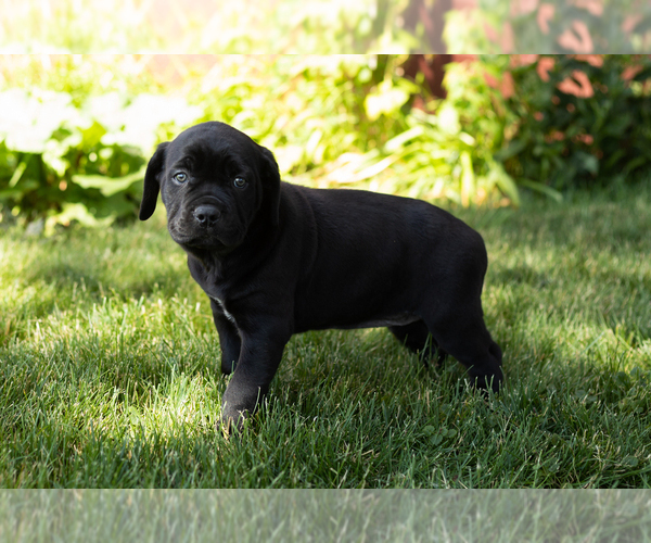 Medium Photo #32 Cane Corso Puppy For Sale in WAKARUSA, IN, USA