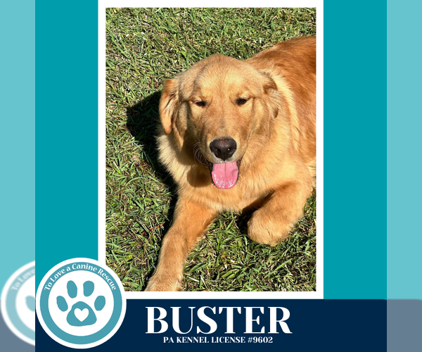 Medium Photo #3 Golden Retriever-Unknown Mix Puppy For Sale in Kimberton, PA, USA