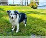 Small #17 Australian Shepherd Mix