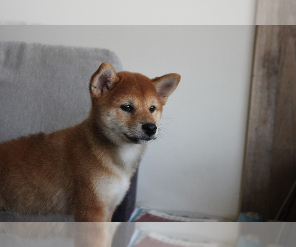 Medium Photo #8 Shiba Inu Puppy For Sale in SEATTLE, WA, USA
