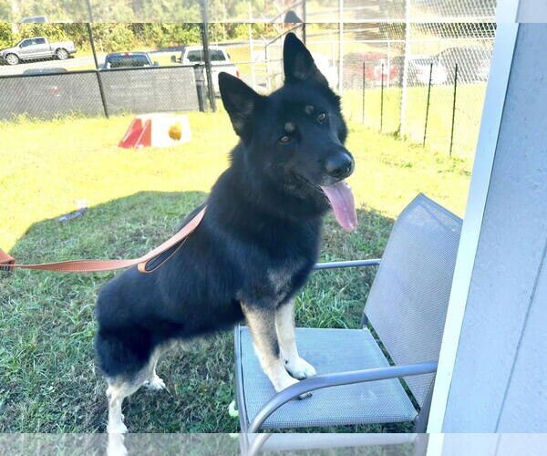 Medium Photo #2 German Shepherd Dog-Unknown Mix Puppy For Sale in Millersville, MD, USA