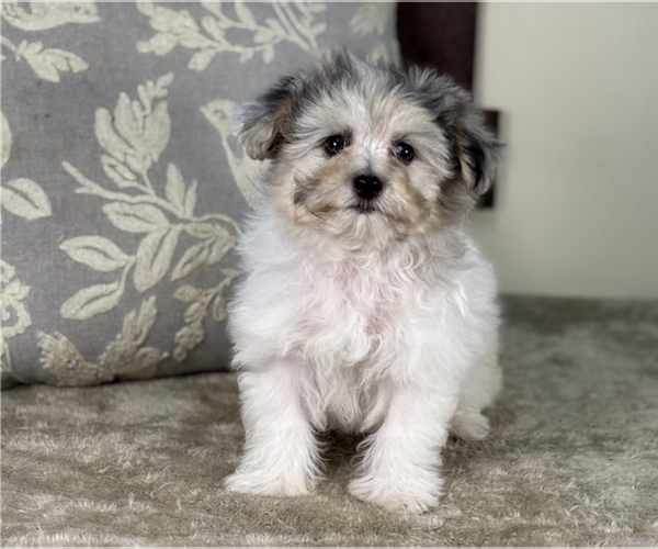Medium Photo #1 Maltipoo (Miniature) Puppy For Sale in WOODBRIDGE, VA, USA