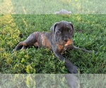 Puppy Blue boyblack Cane Corso