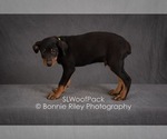 Small Photo #4 Australian Shepherd Puppy For Sale in PLEASANTON, KS, USA