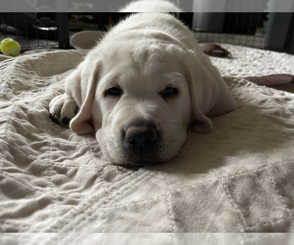 Medium Photo #1 Labrador Retriever Puppy For Sale in MOSES LAKE, WA, USA