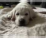 Small Photo #1 Labrador Retriever Puppy For Sale in MOSES LAKE, WA, USA