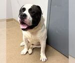 Small American Bulldog