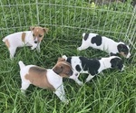 Small Jack Russell Terrier