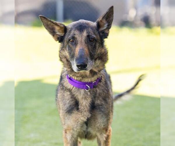 Medium Photo #2 German Shepherd Dog Puppy For Sale in Camarillo, CA, USA