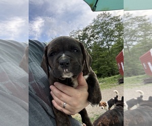 American Mastiff-Beagle Mix Puppy for sale in WAYLAND, NY, USA