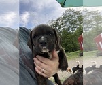 Small American Mastiff-Beagle Mix