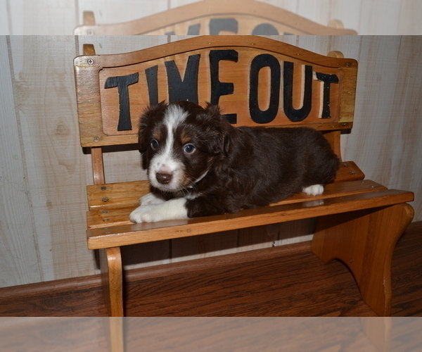 Medium Photo #1 Miniature Australian Shepherd Puppy For Sale in WOODSTOCK, CT, USA