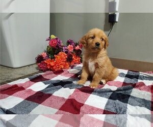 Golden Retriever Puppy for sale in ALLEN, TX, USA