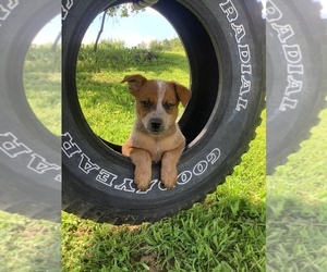 Australian Cattle Dog Puppy for sale in HILLSBORO, WI, USA